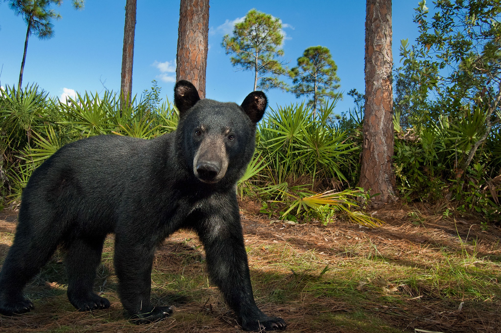 Bears In The Everglades Everglades Adventure Everglades Tours 